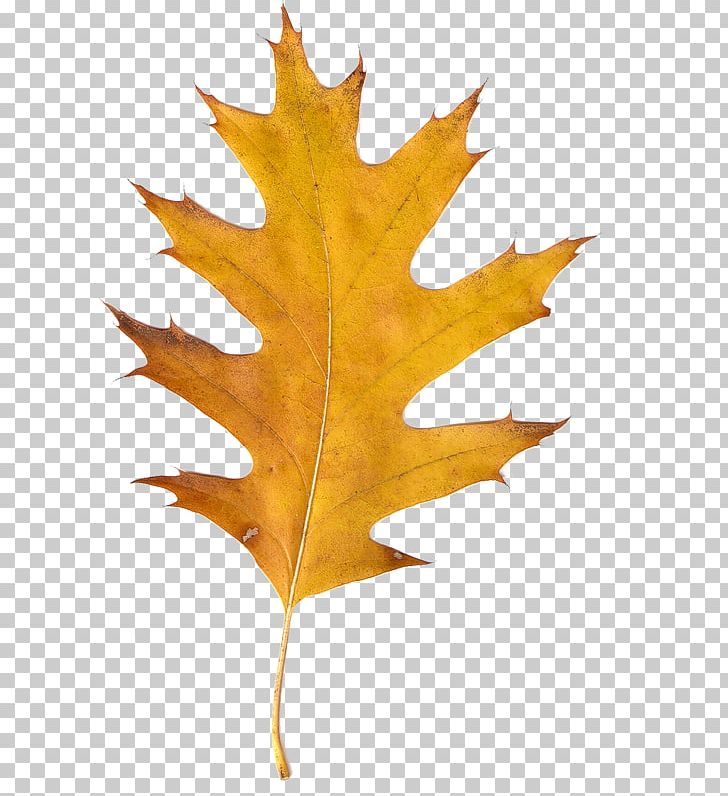 Autumn Leaves PNG, Clipart, 13 May, Autumn, Autumn Leaves, Blog, Gimp Free PNG Download