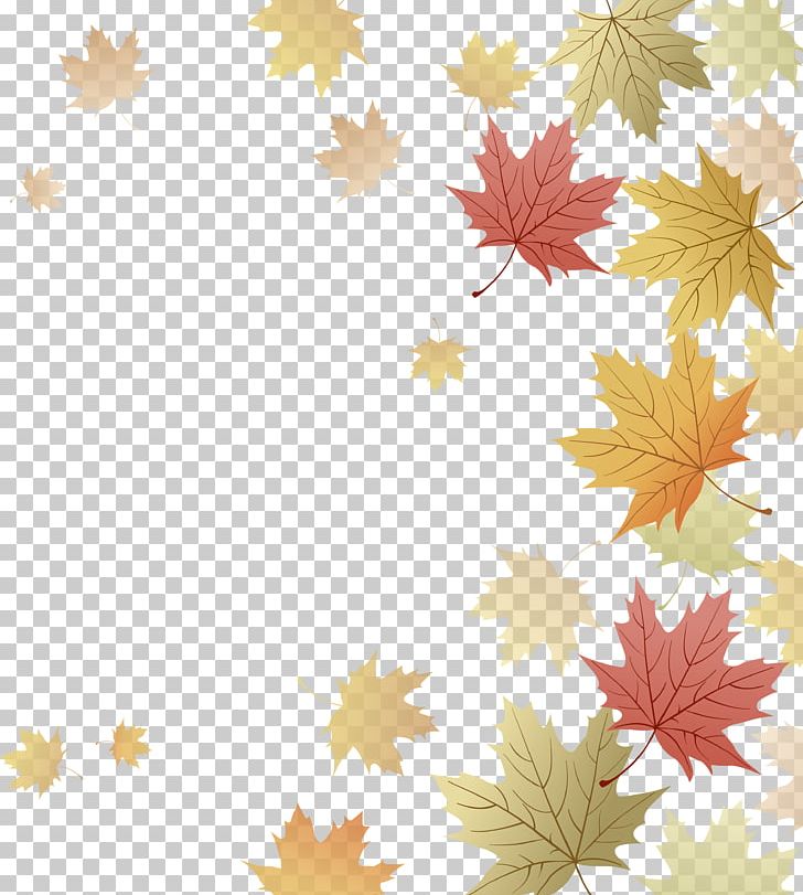 Japanese Maple Red Maple Maple Leaf Autumn PNG, Clipart, Autumn, Autumn Leaf Color, Autumn Leaves, Computer Wallpaper, Desktop Wallpaper Free PNG Download