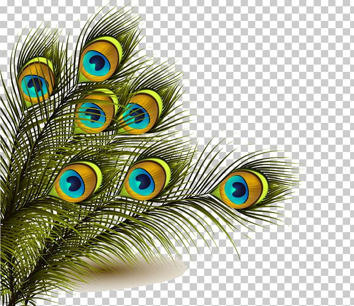 Peafowl Feather PNG, Clipart, Animals, Asiatic Peafowl, Cartoon, Clip Art, Closeup Free PNG Download