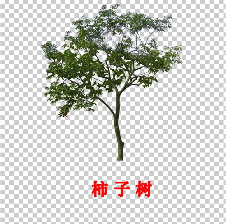 Branch Tree Persimmon Leaf PNG, Clipart, Autumn Tree, Branch, Christmas Tree, Family Tree, Flowering Plant Free PNG Download