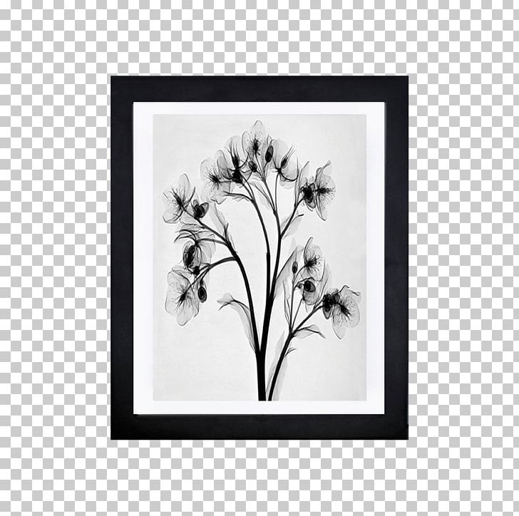 Drawing X-ray Black And White Graphics PNG, Clipart, Artwork, Black And White, Branch, Drawing, Flora Free PNG Download