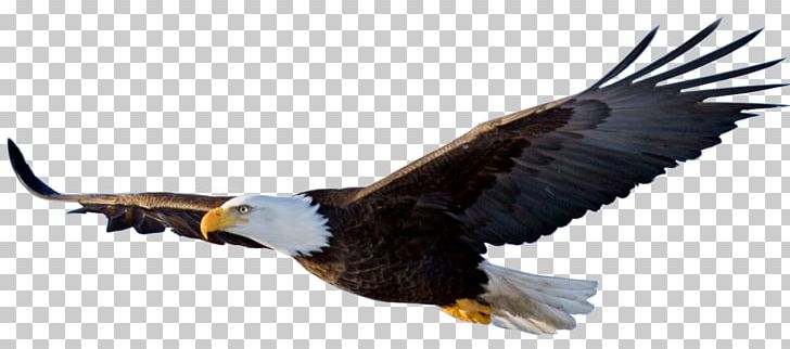 Eagle Flight Bird PNG, Clipart, Accipitriformes, Animals, Bald, Bald Eagle, Beak Free PNG Download