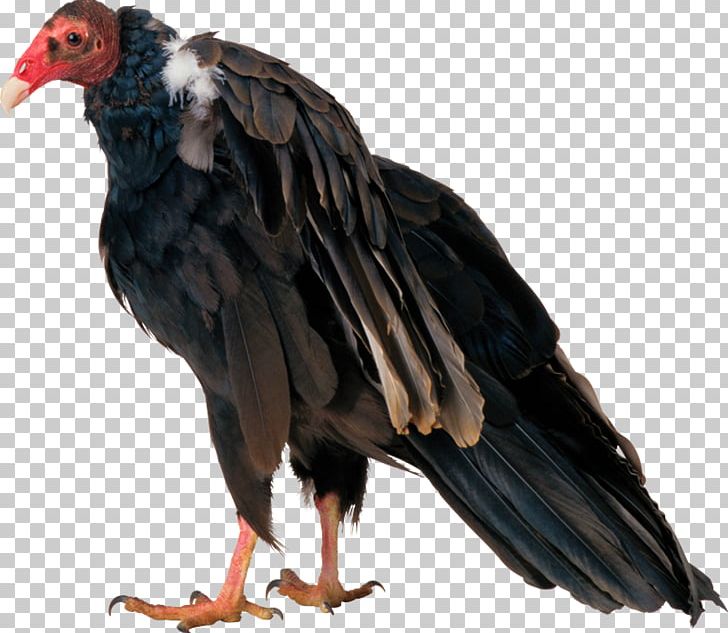 Egyptian Vulture Bird Eagle Turkey Vulture PNG, Clipart, Animal, Aves, Beak, Bird, Bird Of Prey Free PNG Download