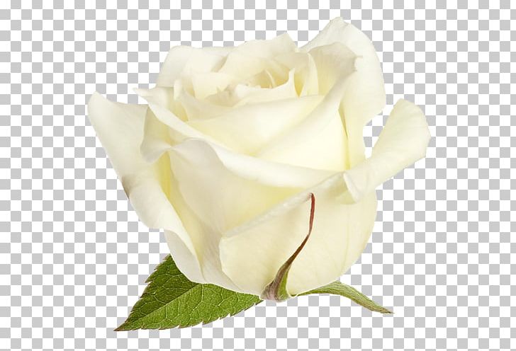 Garden Roses Cabbage Rose Floribunda PNG, Clipart, Beyaz, Beyaz Gul, Beyaz Gul Resimleri, Cut Flowers, Encapsulated Postscript Free PNG Download