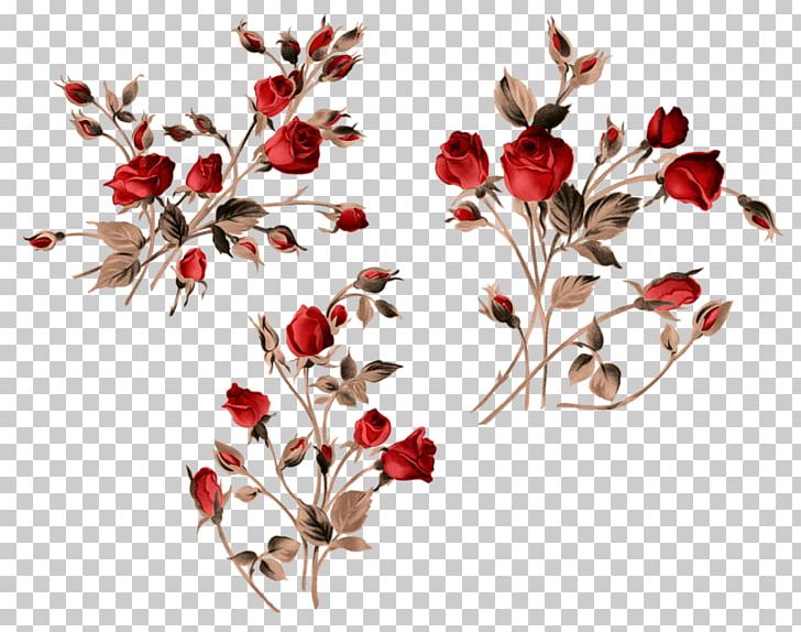 Garden Roses Lossless Compression PNG, Clipart, Blossom, Branch, Data, Data Compression, Download Free PNG Download