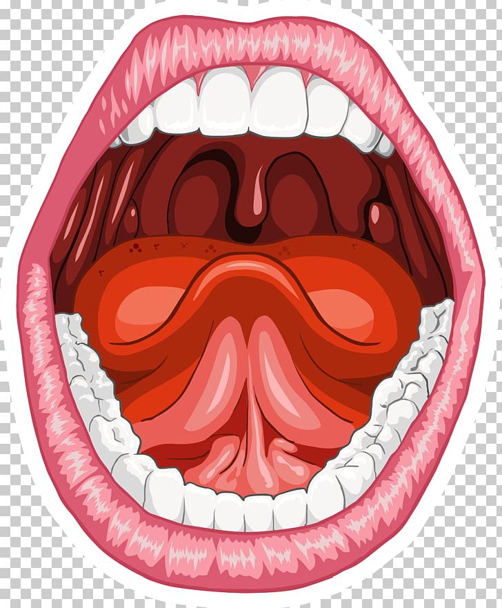 Human Mouth Anatomy Homo Sapiens Tongue PNG, Clipart, Anatomy, Digestion, Homo Sapiens, Human Anatomy, Human Body Free PNG Download