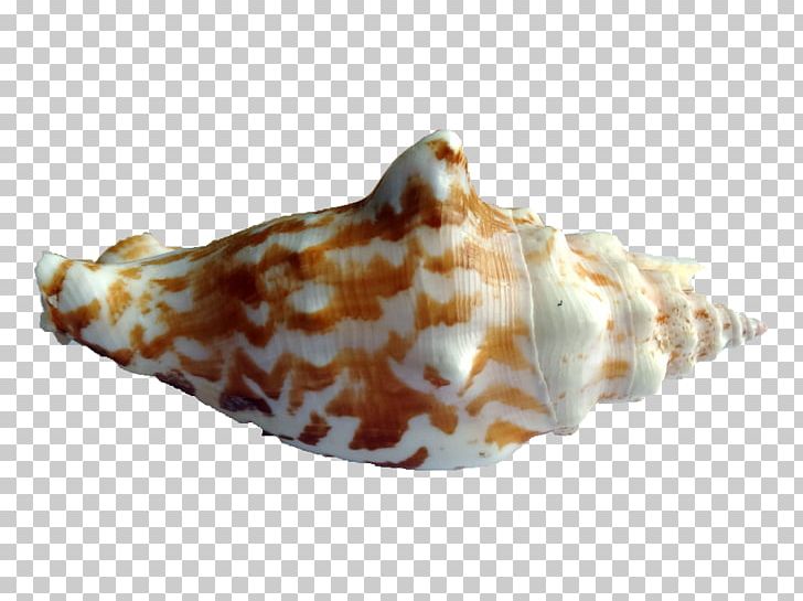 Shankha Seashell Conchology Sea Snail PNG, Clipart, Animals, Conch, Conchology, Invertebrate, Molluscs Free PNG Download