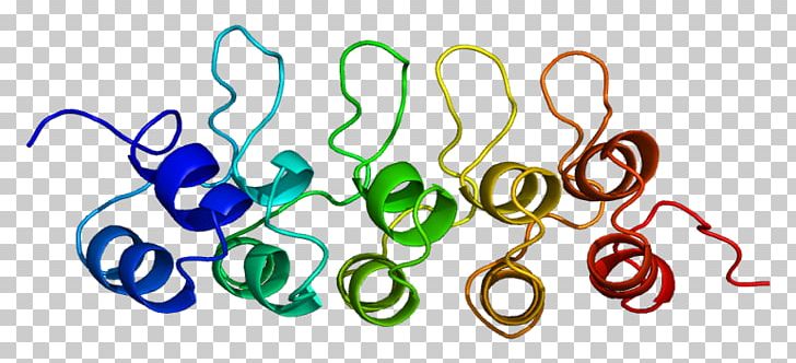 CDKN2C Cyclin-dependent Kinase Inhibitor Protein Cyclin-dependent Kinase 4 Cyclin-dependent Kinase Inhibitor 1C PNG, Clipart, Body Jewelry, Circle, Cyclin, Cyclindependent Kinase, Cyclindependent Kinase 4 Free PNG Download