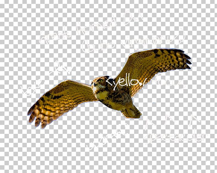 Eagle Hawk Falcon Maine Cafe PNG, Clipart, Accent, Accipitriformes, Afternoon, Beak, Bird Free PNG Download