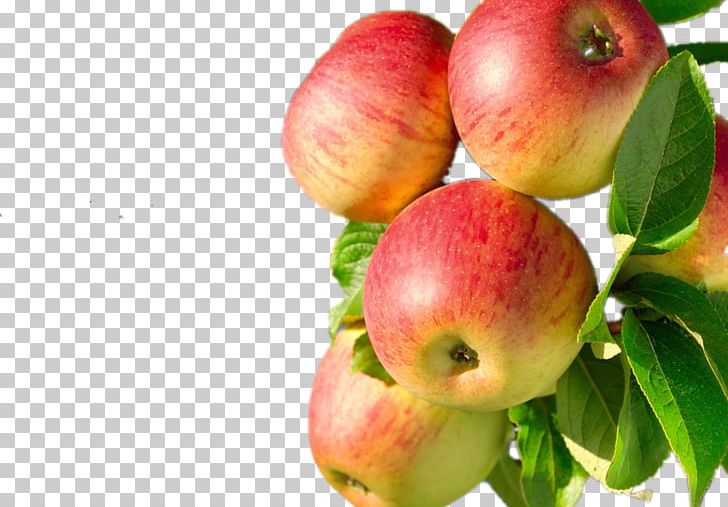 Juice Apple Fruit Tree Fuji PNG, Clipart, Apple Fruit, Branches, Buy, Christmas Tree, Diet Food Free PNG Download