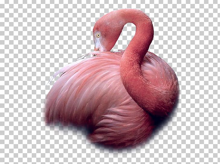Greater Flamingo Bird Flamingos Beak PNG, Clipart, Animal, Animals, Beak, Bird, Blog Free PNG Download