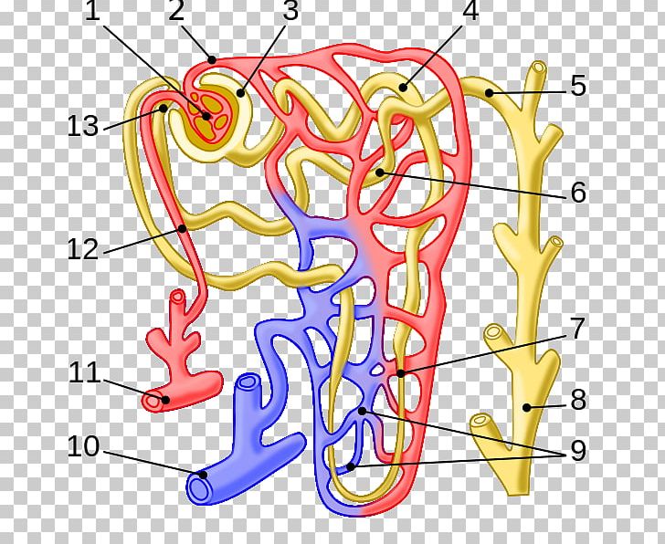 Nephron Arcuate Vein Kidney Efferent Arteriole Glomerulus PNG, Clipart, Arcuate Arteries Of The Kidney, Area, Bowmans Capsule, Collecting Duct System, Distal Convoluted Tubule Free PNG Download