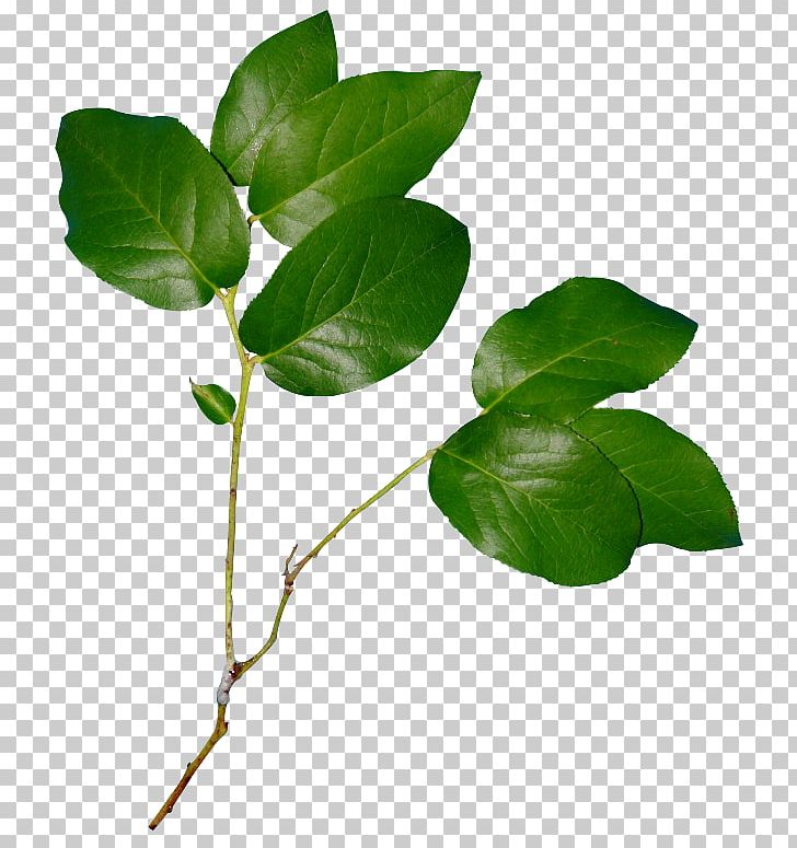 Twig Portable Network Graphics Leaf GIF PNG, Clipart, Branch, Desktop Wallpaper, Green, Herb, Information Free PNG Download