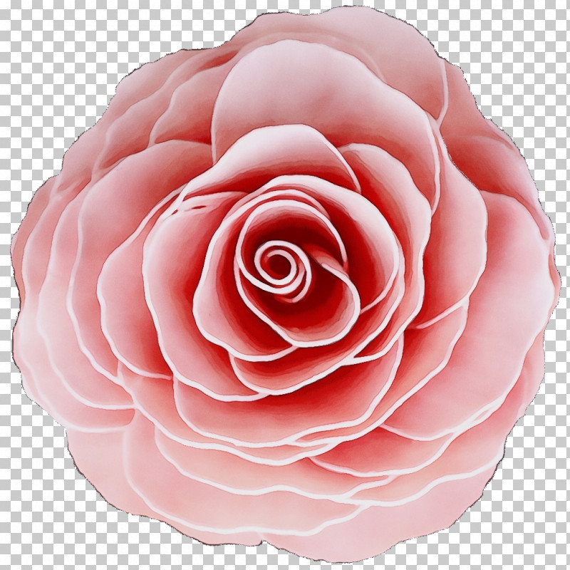 Garden Roses PNG, Clipart, Cabbage Rose, Camellia, Closeup, Cut Flowers, Family Free PNG Download