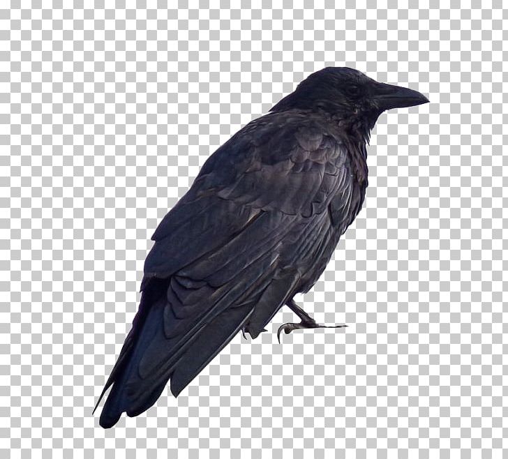 American Crow Common Raven TR Flying PNG, Clipart, Animals, Atmosphere, Background Black, Beak, Bird Free PNG Download