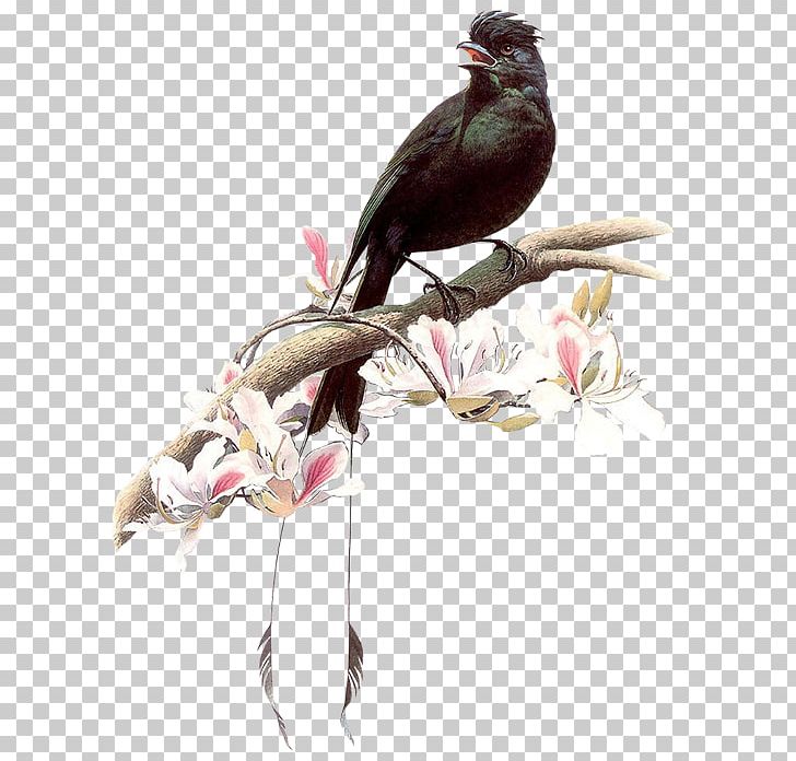Bird Painting Art 4K Resolution PNG, Clipart, Animals, Art, Beak, Bird, Birdandflower Painting Free PNG Download