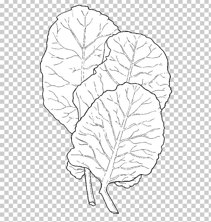 Leaf Line Art Drawing Organ White PNG, Clipart, Angle, Area, Artwork, Black And White, Collard Greens Free PNG Download