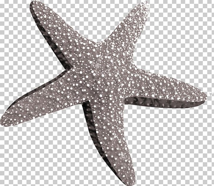 Starfish PNG, Clipart, Abyssal Zone, Animals, Beautiful, Beautiful Girl, Beautiful Starfish Free PNG Download