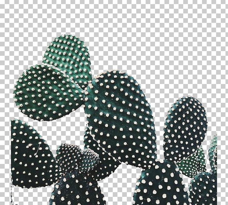 Cactaceae Plant Prickly Pear PNG, Clipart, Art, Cactaceae, Cactus, Cactus Cartoon, Cactus Flower Free PNG Download
