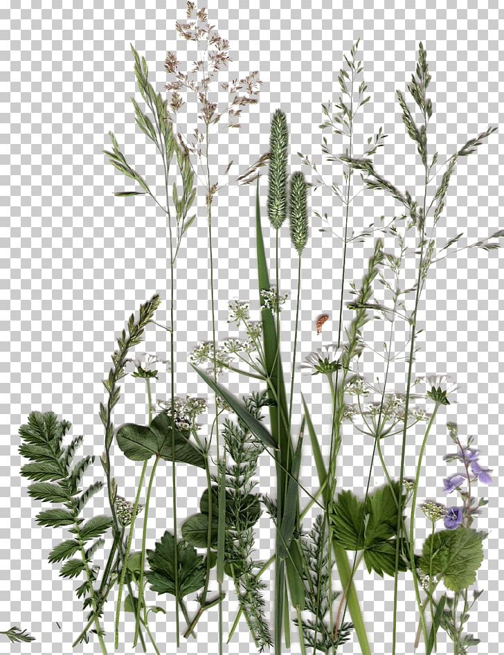 English Lavender Plant Flower Flora Leaf PNG, Clipart, Backgr, Botany, Calendula Officinalis, Cow Parsley, Embryophyta Free PNG Download