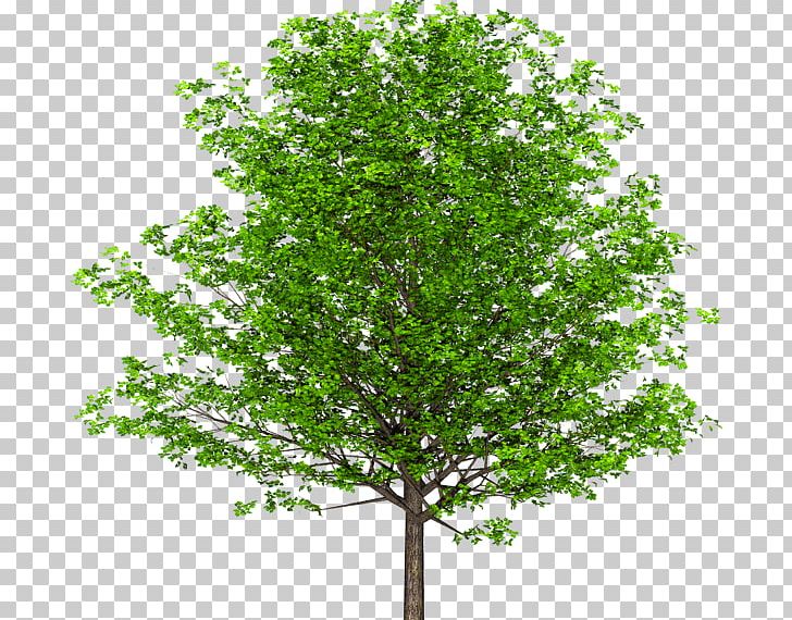 English Walnut Branch Tree PNG, Clipart, Branch, Butternut, Drawing, English Walnut, Fruit Nut Free PNG Download
