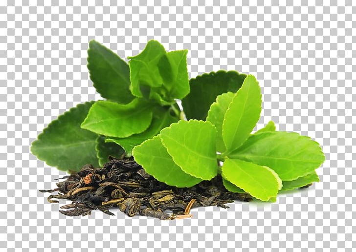 Green Tea Masala Chai Matcha Camellia Sinensis PNG, Clipart, Antioxidant, Bubble Tea, Drink, Dry, Dry Tea Free PNG Download