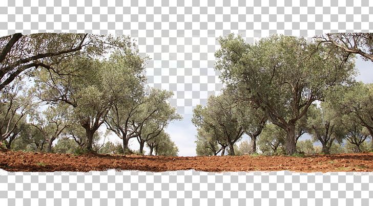 Olive Oil Tree Grove PNG, Clipart, Adoption, Branch, Family, Food52, Food Drinks Free PNG Download