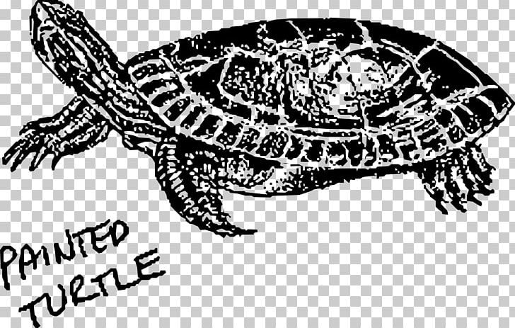Painted Turtle Hawksbill Sea Turtle Green Sea Turtle PNG, Clipart, Amd, Animals, Art, Black And White, Bog Turtle Free PNG Download