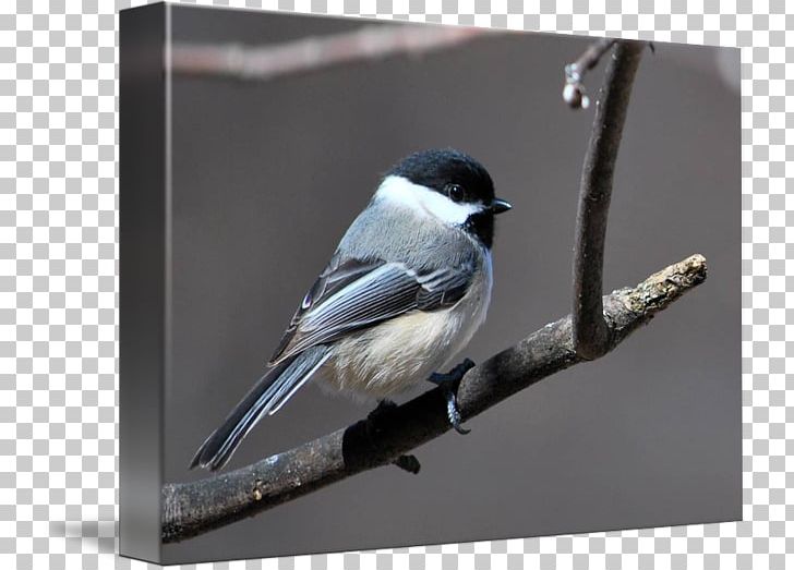 Swallow Gallery Wrap Chickadee Canvas American Sparrows PNG, Clipart, American Sparrows, Art, Beak, Bird, Canvas Free PNG Download