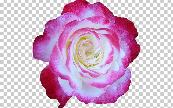 Garden Roses Flower Centifolia Roses Album Yandex Search PNG, Clipart, Album, Author, Centifolia Roses, Cut Flowers, Floribunda Free PNG Download