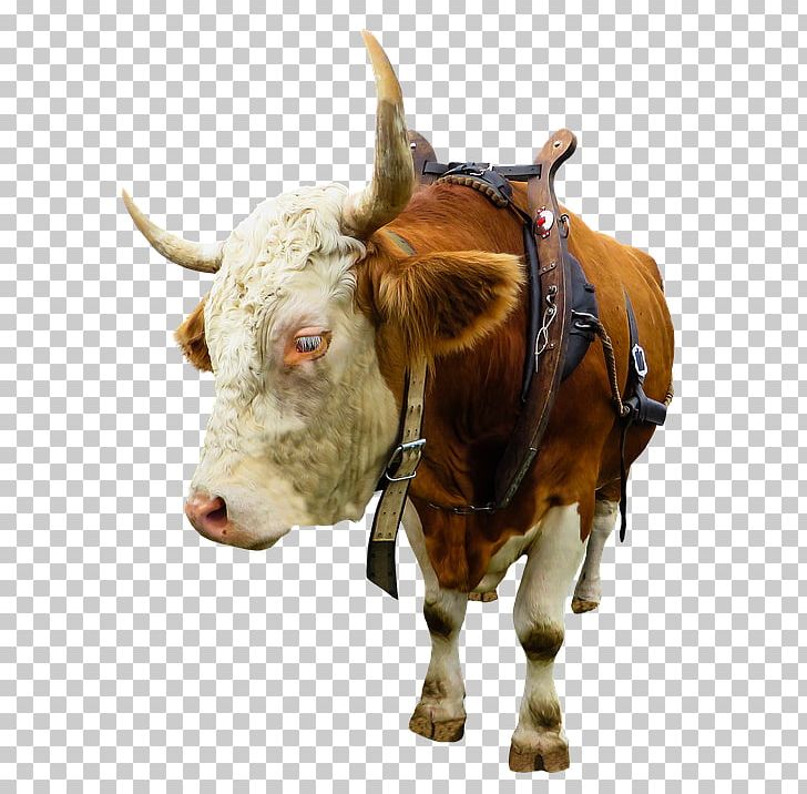 Ox Beef Cattle Texas Longhorn Highland Cattle English Longhorn PNG, Clipart, Agriculture, Animal, Animals, Beef Cattle, Bull Free PNG Download