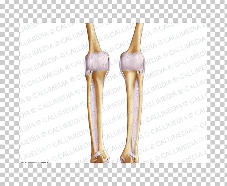 Shoulder Joint Human Leg Ligament Bone PNG, Clipart, Anatomy, Arm, Bone, Human Leg, Human Skeleton Free PNG Download