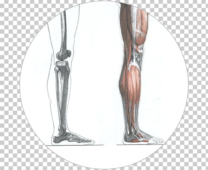 Calf Die Gestalt Des Menschen: Lehr PNG, Clipart, Abdomen, Anatomy, Arm, Bone, Calf Free PNG Download