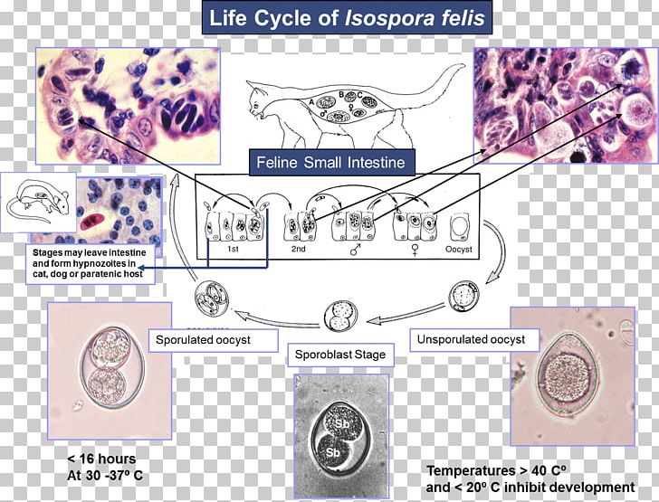 Dog Cat Coccidia Cystoisospora Canis Cystoisospora Felis PNG, Clipart, Angle, Animals, Apicomplexa, Area, Biological Life Cycle Free PNG Download