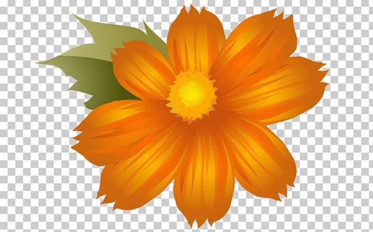 Flower Orange Blossom PNG, Clipart, Annual Plant, Calendula, Daisy Family, Drawing, Flower Free PNG Download