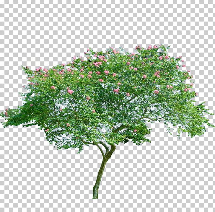 Flowering Trees PNG, Clipart, Branch, Clip Studio Paint, Decorative Patterns, Download, Flora Free PNG Download