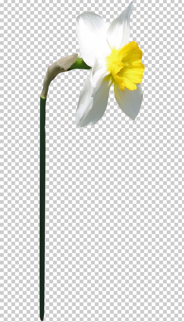 Plant Stem PNG, Clipart, Echo And Narcissus, Flower, Flowering Plant, Narcissus, Others Free PNG Download