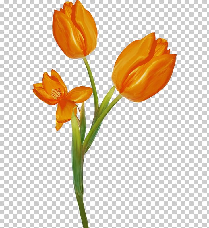 Tulip Still Life Photography Cut Flowers Plant Stem PNG, Clipart, Bahar, Bud, Cut Flowers, Flower, Flowering Plant Free PNG Download