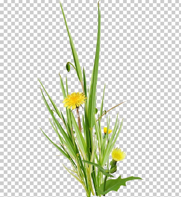 Wildflower Polyvore PNG, Clipart, Digital Scrapbooking, Floral Design, Floristry, Flower, Flower Bouquet Free PNG Download