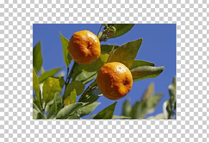Bitter Orange Rangpur Tangerine Clementine Calamondin PNG, Clipart, Bitter Orange, Calamondin, Citrus, Clementine, Food Free PNG Download