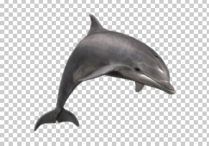 Common Bottlenose Dolphin Short-beaked Common Dolphin Wholphin Tucuxi Rough-toothed Dolphin PNG, Clipart, Animals, Bottlenose Dolphin, Crop, Desktop Wallpaper, Fauna Free PNG Download