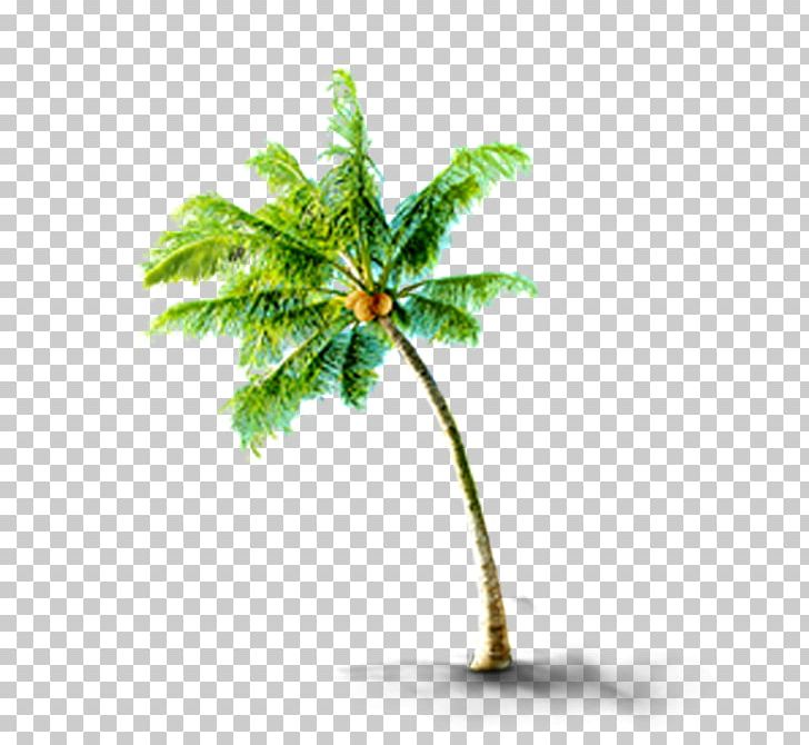 CorelDRAW PNG, Clipart, 3d Computer Graphics, Arecaceae, Arecales, Beach, Branch Free PNG Download
