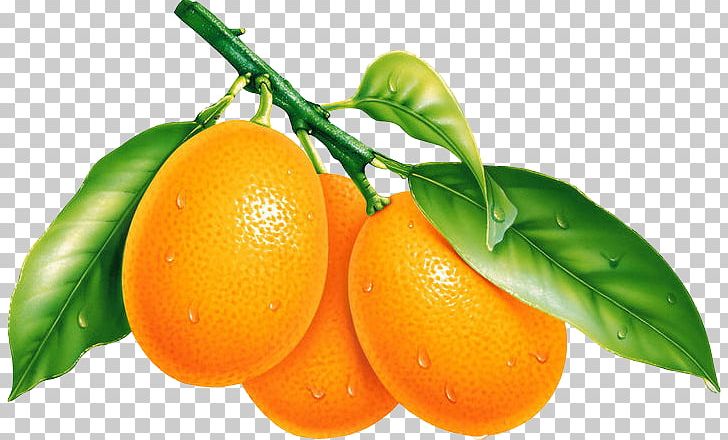 Fruit Desktop Orange Tangerine PNG, Clipart, Bitter Orange, Calamondin, Citrus, Desktop Wallpaper, Encapsulated Postscript Free PNG Download
