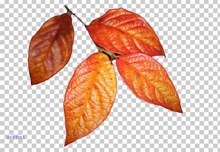 Leaf YouTube Red Zasnežený Strom PNG, Clipart, Film, Gran Turismo Hd Concept, John Travolta, Leaf, Pulp Fiction Free PNG Download