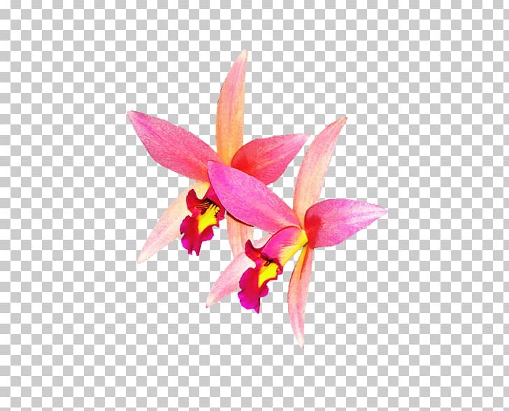 Orchids Flower PNG, Clipart, Art, Cattleya, Cattleya Orchids, Flora, Flower Free PNG Download