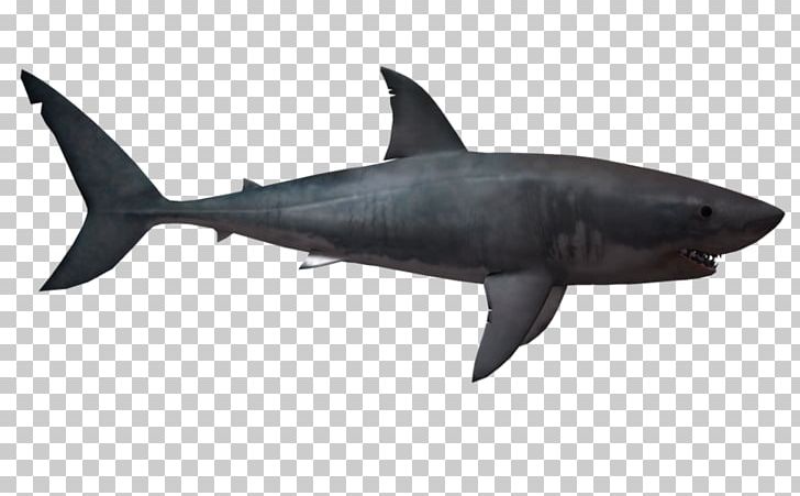 Shortfin Mako Shark Portable Network Graphics Mackerel Sharks Great White Shark PNG, Clipart, Bull Shark, Cartilaginous Fish, Cartilaginous Fishes, Computer Icons, Download Free PNG Download