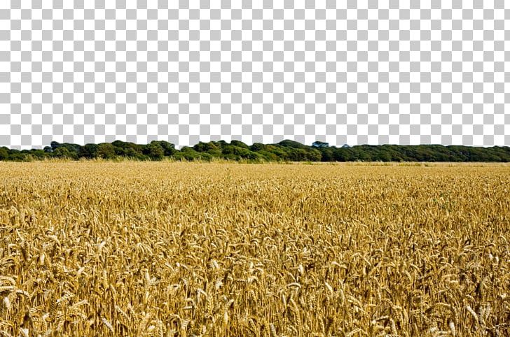 Wheat Field Harvest Crop Agriculture PNG, Clipart, Agr, Barley, Cereal, Cereals, Commodity Free PNG Download