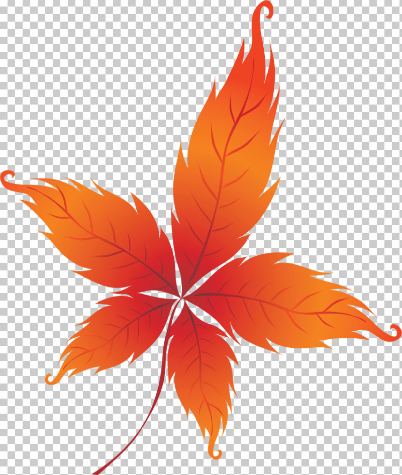 Maple Leaf PNG, Clipart, Abscission, Autumn Leaf Color, Branch, Floral Design, Flower Free PNG Download
