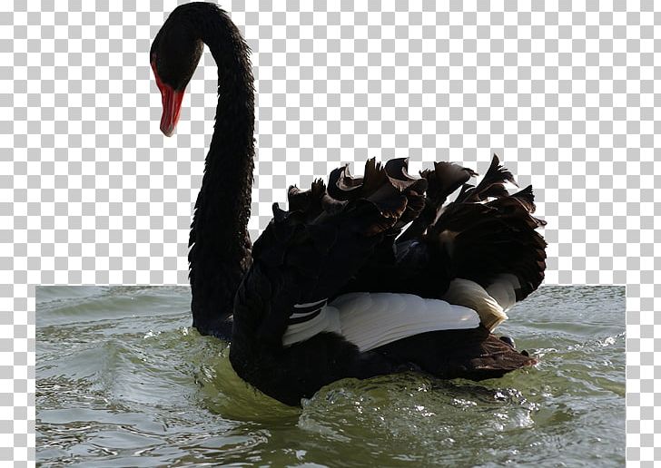 Black Swan Duck Bird Goose PNG, Clipart, Animals, Beak, Bird, Black, Black Swan Free PNG Download