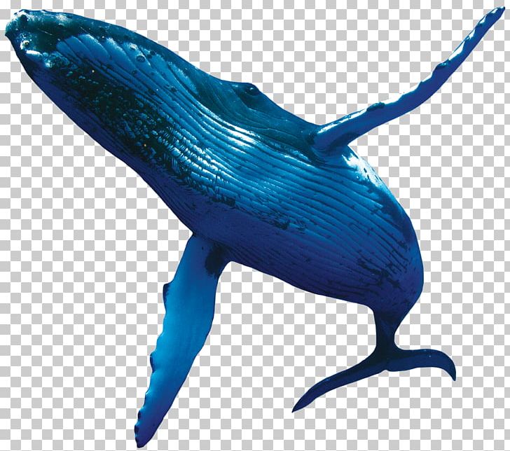 Blue Whale Humpback Whale Porpoise PNG, Clipart, Animals, Beak, Blue Whale, Bowhead Whale, Cetacea Free PNG Download
